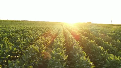 Low flight shot of a soybean field in golden hour. Stock Footage 265423482