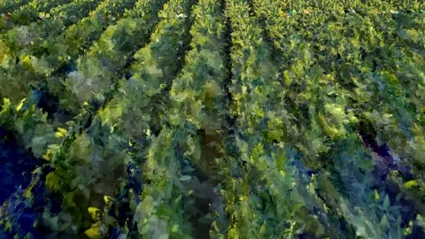Low flight shot of a soybean field in golden hour. Stock Footage 265423690
