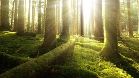 Low flight in sunny forest landscape 動画素材 229849067