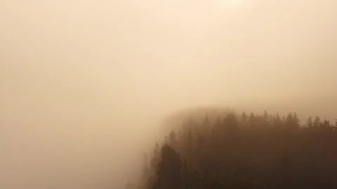 Low Flight Through Dense Fog Over Pine Forest – Part 5 Video stock 318476831