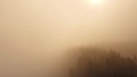 Low Flight Through Dense Morning Fog Over Pine Forest – Part 6 Video stock 318476930