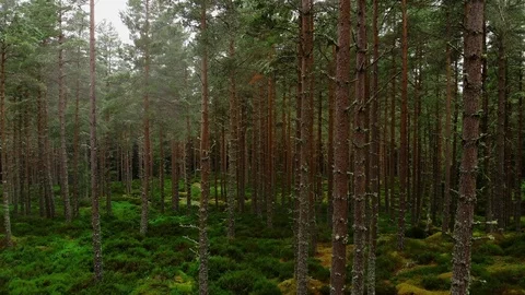 Low flight through a forest in the Scottish Highlands 動画素材 93629654