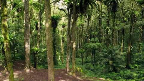Low Flight Through Jungle Bathed in Sunlight, 4K Drone Footage Video stock 246747798