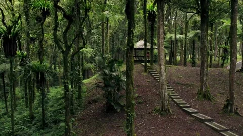 Low Flight through Jungle to Hilltop Gazebo Drone Footage Stock Footage 246747266