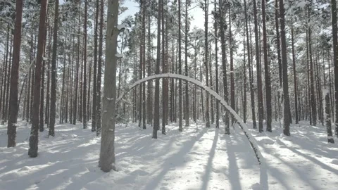 Low flight under a fallen tree in a snowy forest Stock Footage 234549367