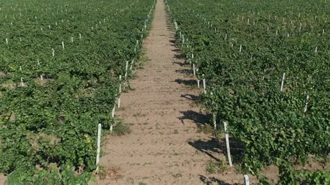 Low fly between plants under the vineyards Stock Footage 141953415
