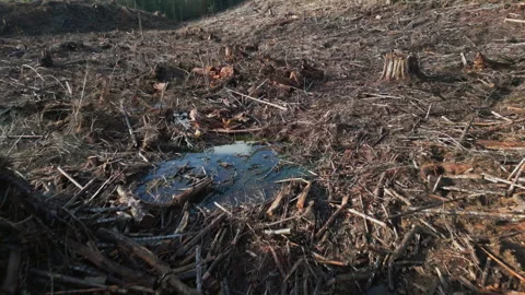 Low fly over of clearcut deforested field with slash debris Stock Footage 263125919