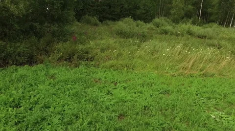 Low fly over the forest meadow Video stock 63634216