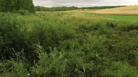 Low fly over the grassland Video stock 63633897