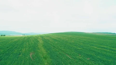 Low fly over the green field. Fly over green grass. 4K. Video stock 111067265