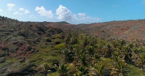 Low fly over large amount of palm trees Stock-Footage 185837132