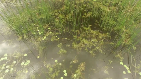 Low fly over the pond with plants and clouds reflected on the water. Video stock 63657256