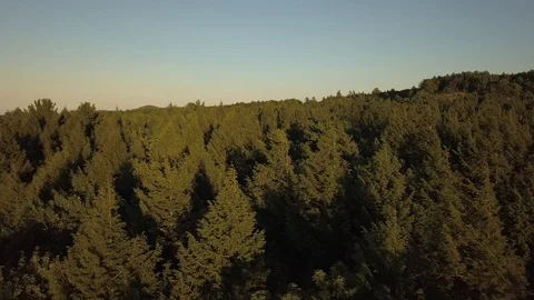 Low fly over pure green pines Stock-Footage 100126436