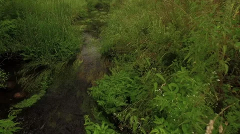 Low fly over the stream with plants and clouds reflected on the water. Video stock 63657052