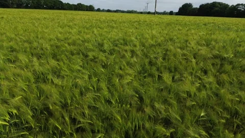 Low fly through fields Stock Footage 278243370