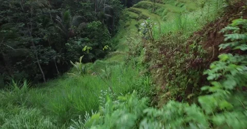 LOW FLYING 4K AERIAL SHOT OF TEGALALAND RICE TERRACES IN BALI Stock Footage 59793528