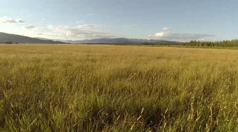 Low flying aerial of field Stock Footage