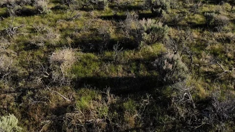 Low Flying Aerial Move Over High Desert Sage Brush in Nevada Stock Footage 109534863