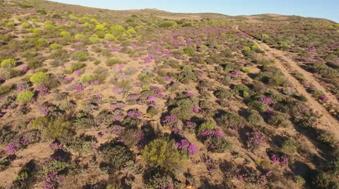 Low flying aerial view of wild flowers, Namaqualand, Northern Cape, South Africa Stock Footage