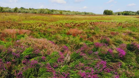 Low flying aerial view of wild flowers Stock Footage 114106267