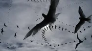 Low Flying Arctic Tern Bird Swarm Silhouette Repeating Pattern Abstract Stock Footage