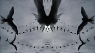 Low Flying Arctic Tern Bird Swarm Silhouette Repeating Pattern Abstract Mirror Stock Footage