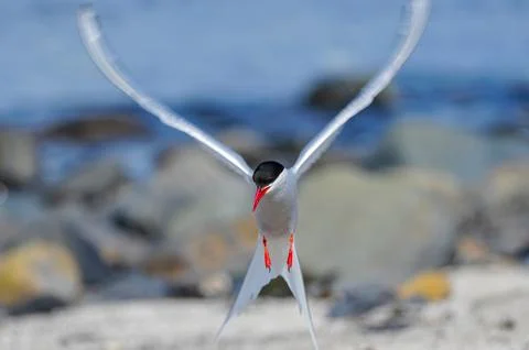Low flying artic tern over the beach in Copinsay in Orkney Stock Photos
