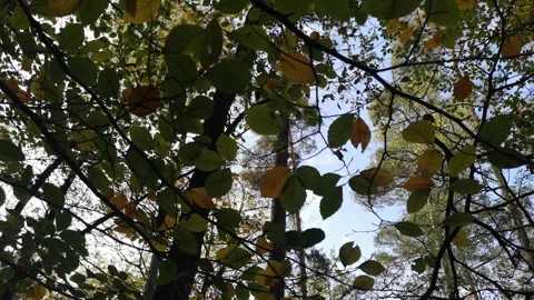 A low flying attack helicopter passing over in the woods Stock Footage 224036410