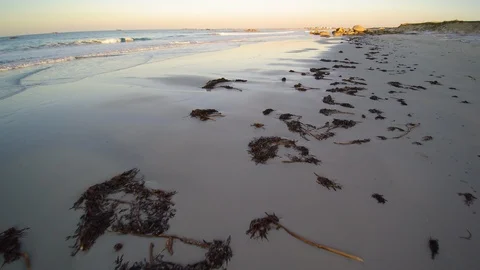 Low-flying backward over the seashore. No people on the beach with seaweeds. Stock Footage 86562914
