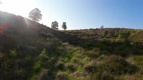 Low flying blossom into sun tree Video stock 247769785