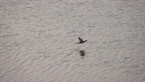 Low flying cormorent like a plane, over a river, black in color Stock Footage 168789456