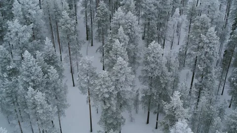 Low flying drone move slowly sideways over snow filled forest in Finland Stock Footage 275261697