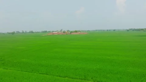 Low Flying Drone Moving Along Lush Green Fields in Punjab Stock Footage 346112163