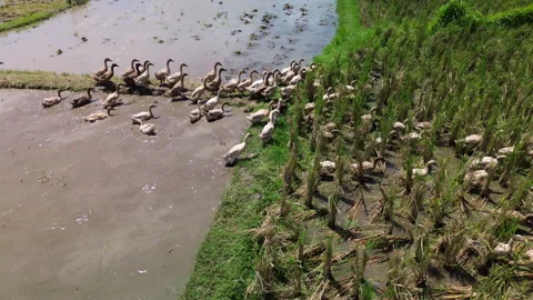 Low-flying drone observing ducks grazing in rice fields, Bali, Indonesia Stock Footage 324035826