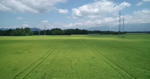 Low flying drone over green wheat farming field Stock Footage 145308132
