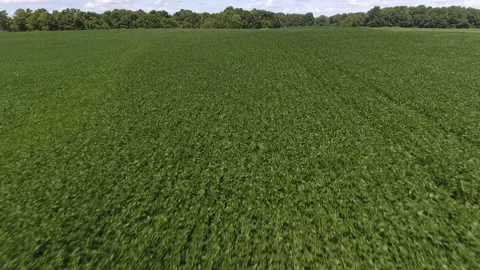 Low flying drone over soy bean crop in field Video stock 137619665