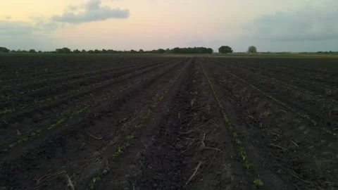Low-Flying Drone Shot Floating Just Above New Plantings In Field In Texas, Stock Footage 188605400