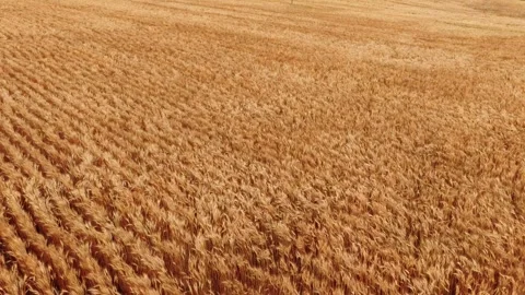 Low Flying Drone Shot Over Ripe Golden Canadian Wheat Field Vidéo 347733426