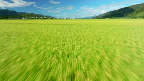 Low flying drone shot of rice field in Taiwan Stock-Footage 344099182