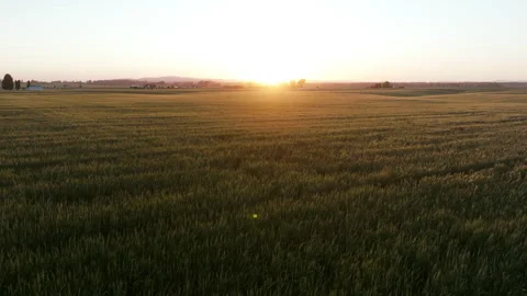 A low-flying drone view of golden wheat fields under the soft glow of the Stock-Footage 313115784