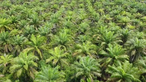 Low-flying drone view of oil palm plantation on waterlogged land Stock Footage 328712123