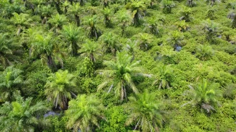 Low-flying drone view of oil palm plantation on waterlogged land Stock Footage 328712443
