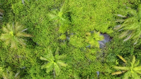 Low-flying drone view of oil palm plantation on waterlogged land Stock Footage 328712563