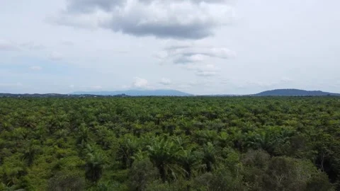 Low-flying drone view of oil palm plantation on waterlogged land Stock Footage 328970901