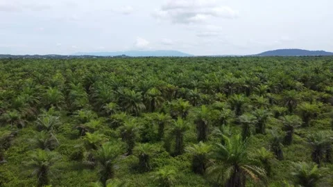 Low-flying drone view of oil palm plantation on waterlogged land Stock Footage 328970904