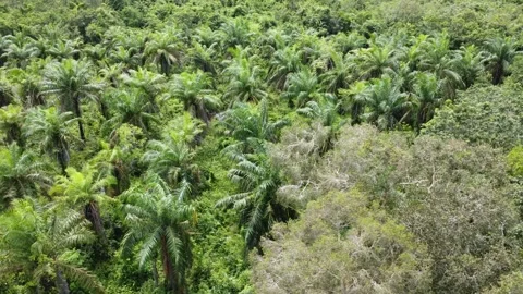 Low-flying drone view of oil palm plantation on waterlogged land Stock Footage 328971095