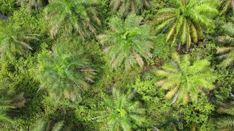 Low-flying drone view of oil palm plantation on waterlogged land Stock Footage 328971110