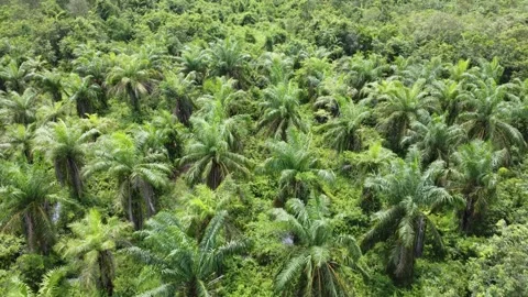 Low-flying drone view of oil palm plantation on waterlogged land Stock Footage 328971124
