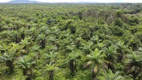Low-flying drone view of oil palm plantation on waterlogged land Stock Footage 328971203