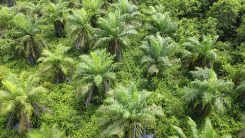 Low-flying drone view of oil palm plantation on waterlogged land Stock Footage 328971258